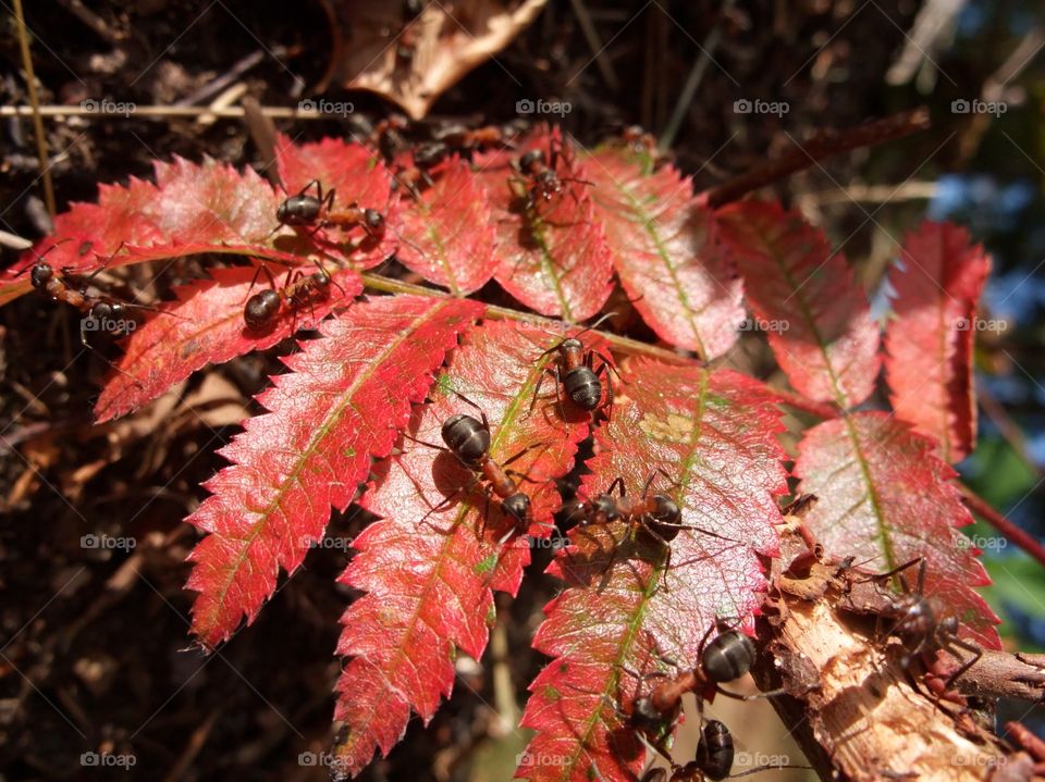 There is an ant hill close to my house. The weather has been nice so the ants have been very busy and active. I noticed that many ants makes an interesting sound.