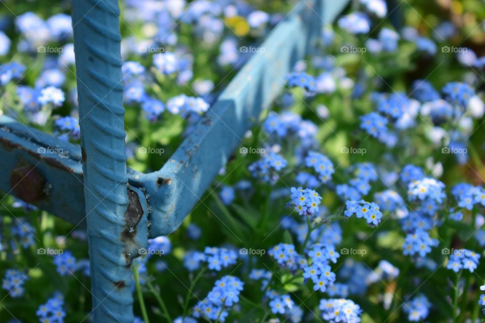 Beautiful blue "Forget me not" flowers