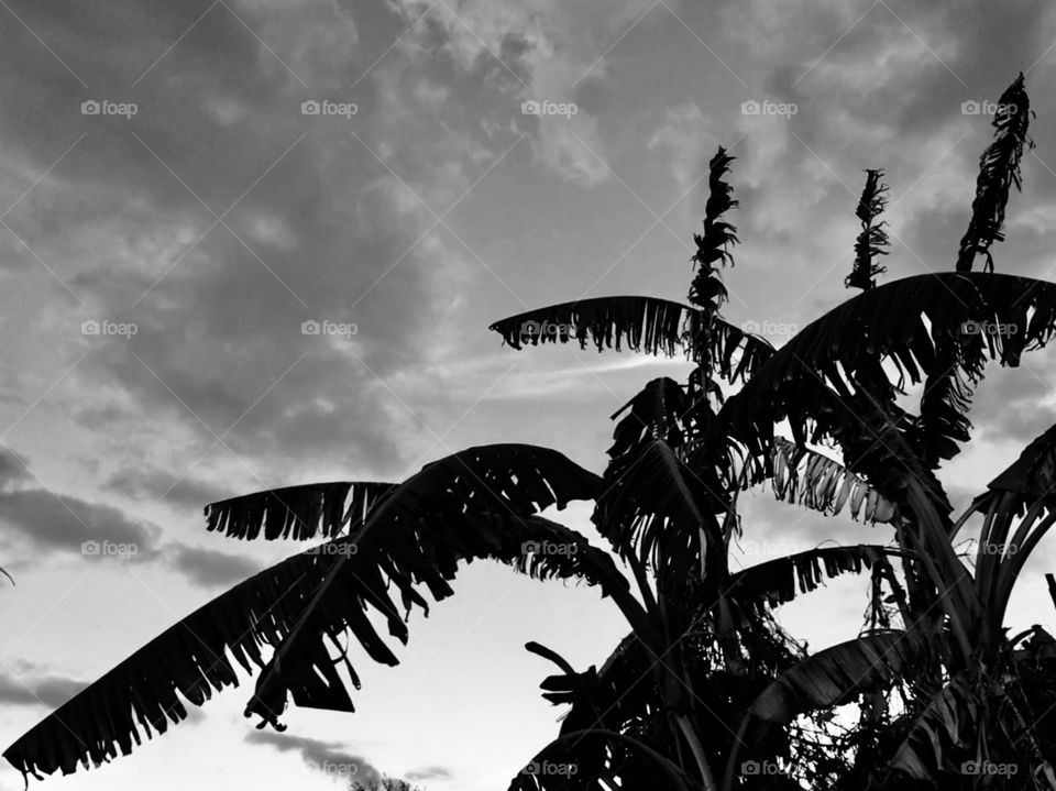 Tropical scenery in black and white in Florida 