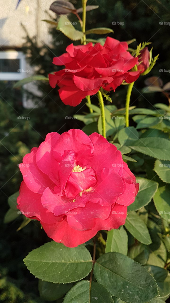 bright roses