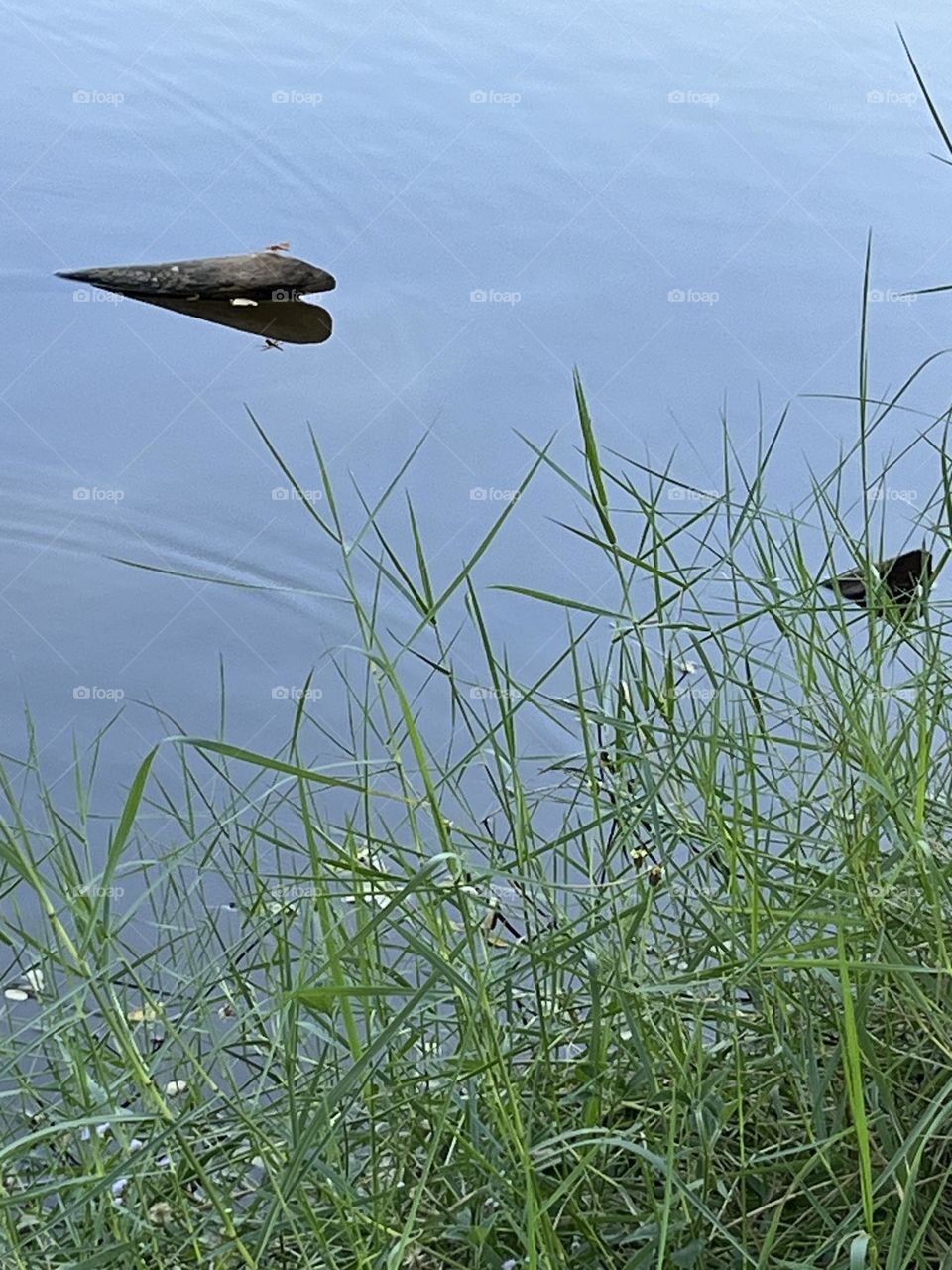 Natural beauty in my garden @ Nakhonsawan province,Logs in a pond and dragonflies