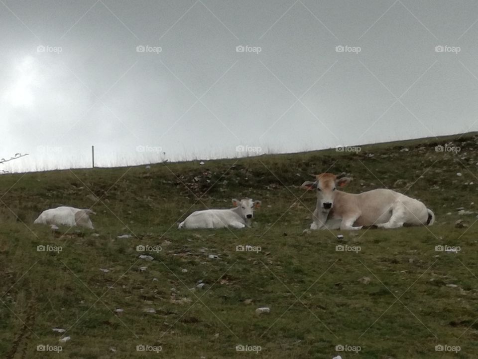 Cows at rest