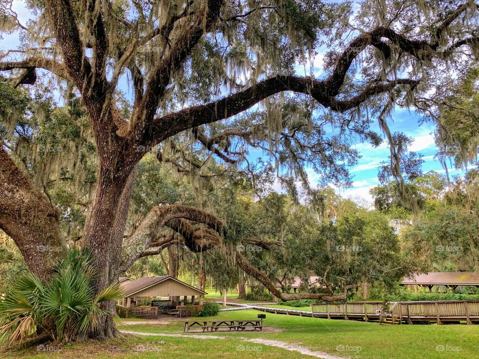 Majestic Live Oak