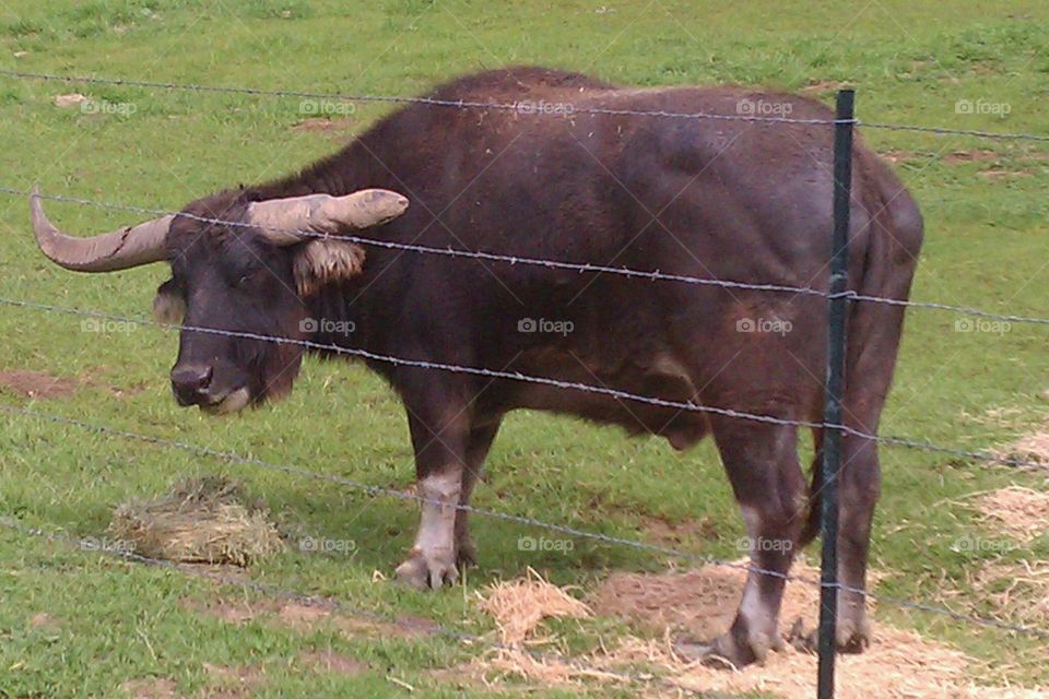 ox