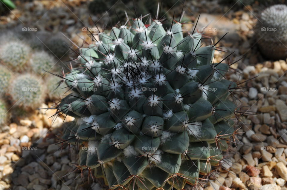 cactus