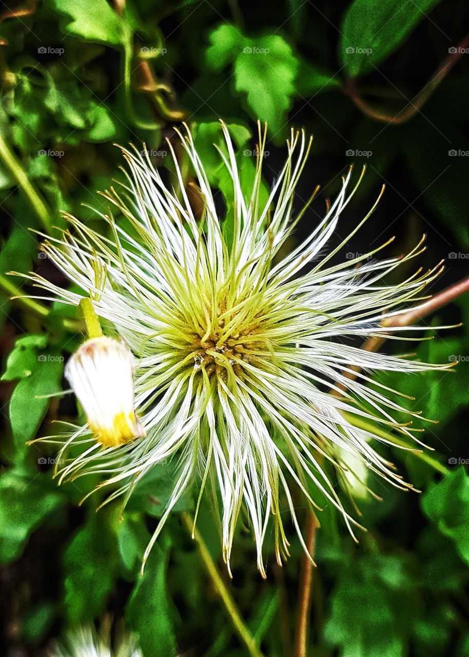 This is what becomes of the flowers in my previous picture of the yellow flowers growing up the front of a house - they close, then reopen as seeds.