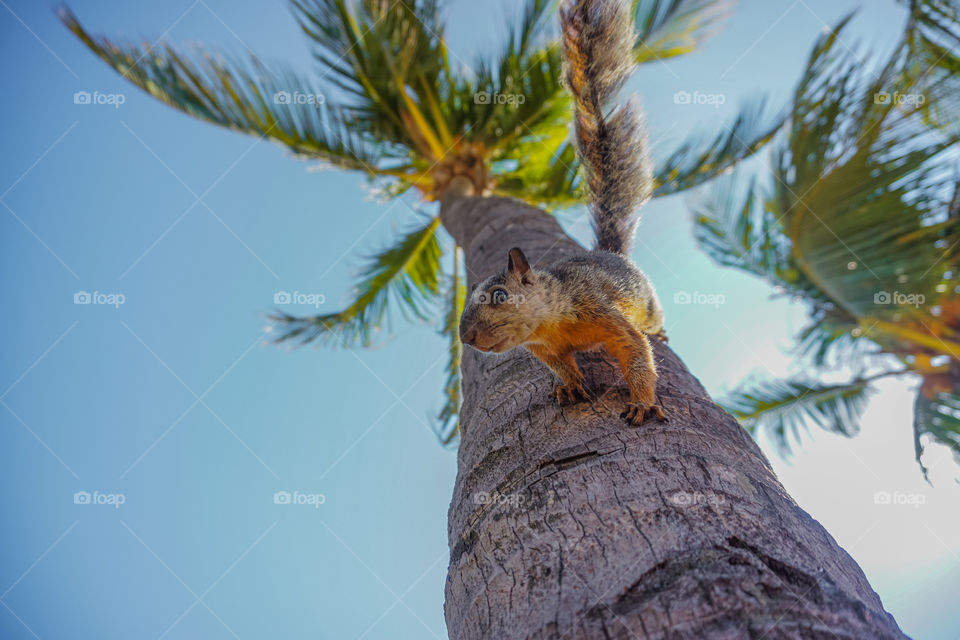 Squirrel climbed on a palm tree on a Caribbean beach