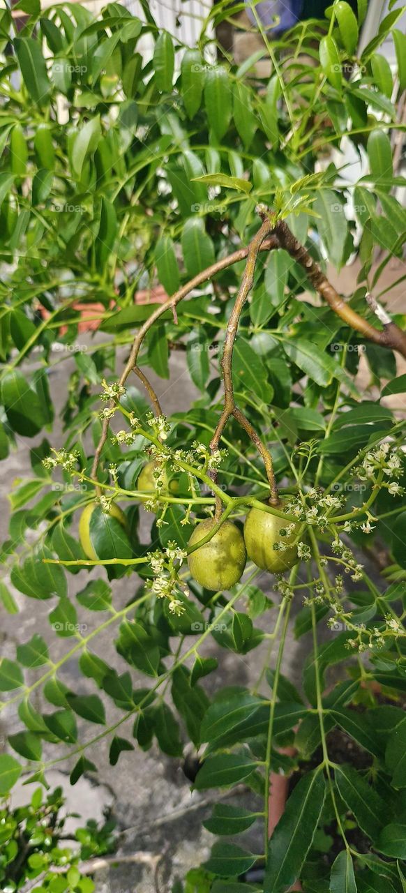 The unknown fruit tree bears fruit