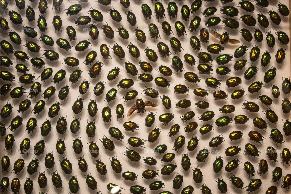 Collection of green stink bugs, Dubrovnik, Nacional Natural History Museum