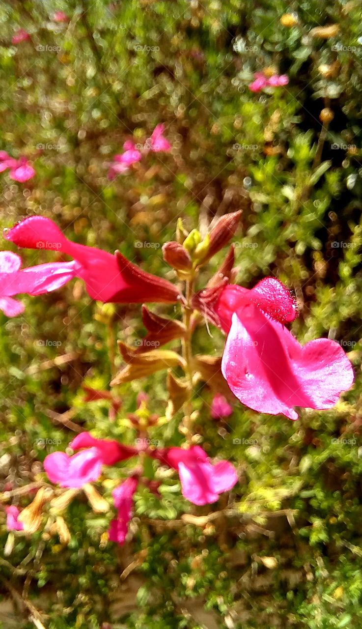 Antirrhinum majus L.