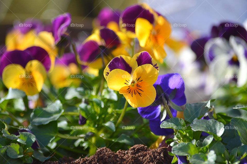 Pansies