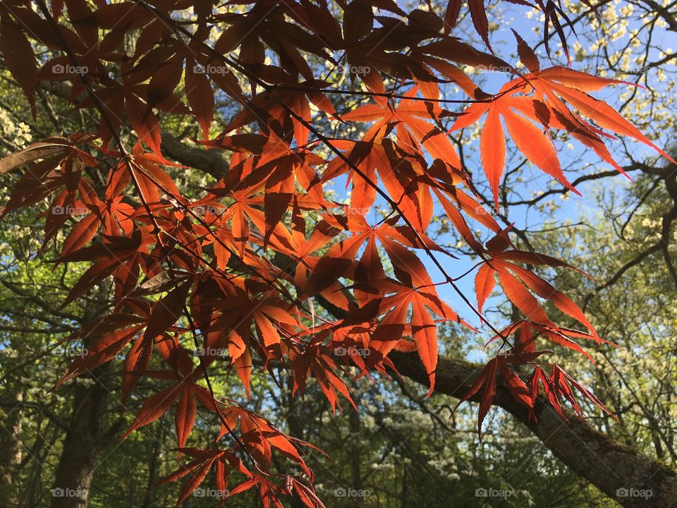Japanese Maple in sunlight 