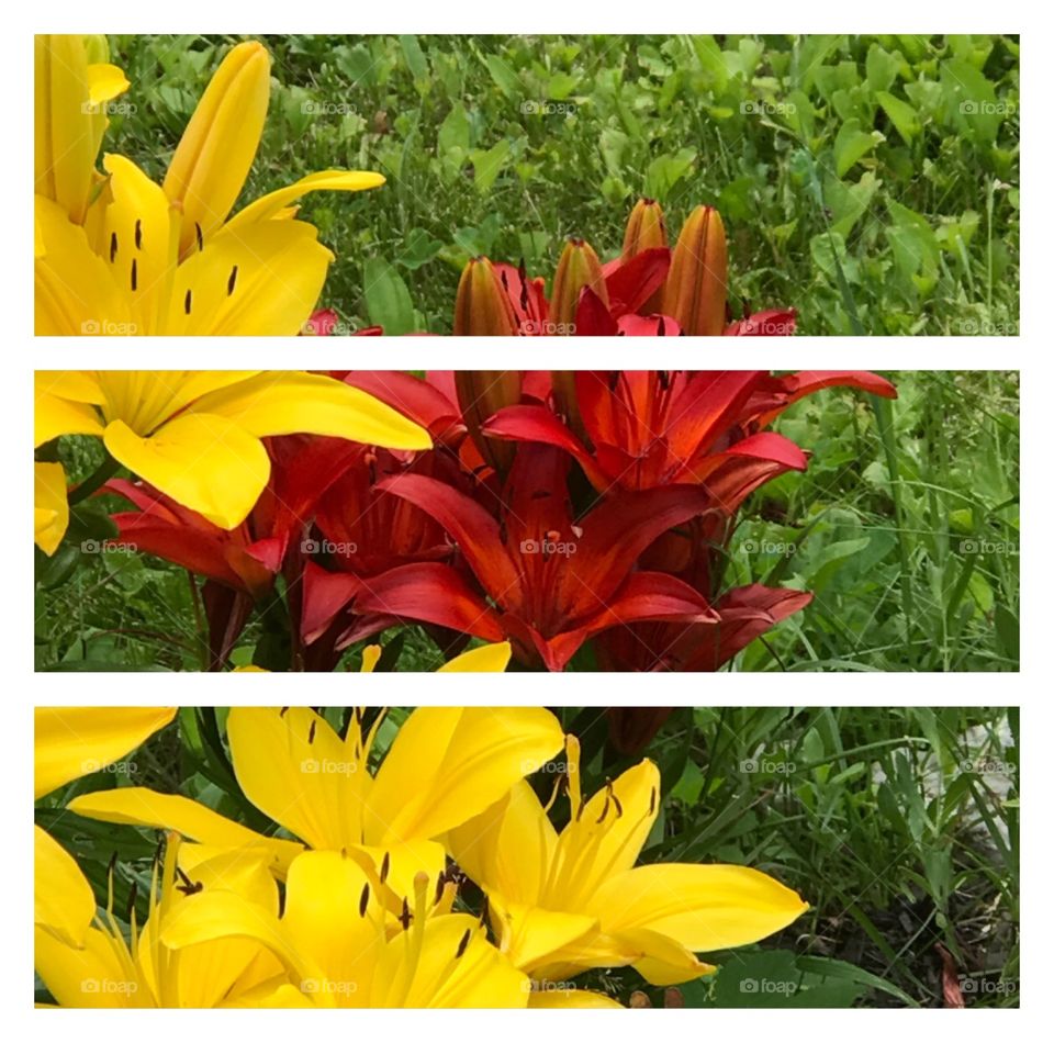 Red & yellow lilies