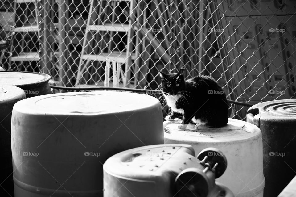 The wild cat is on the container, looking for the opportunities. 