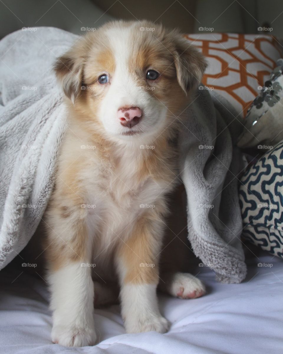 Puppy waking up 