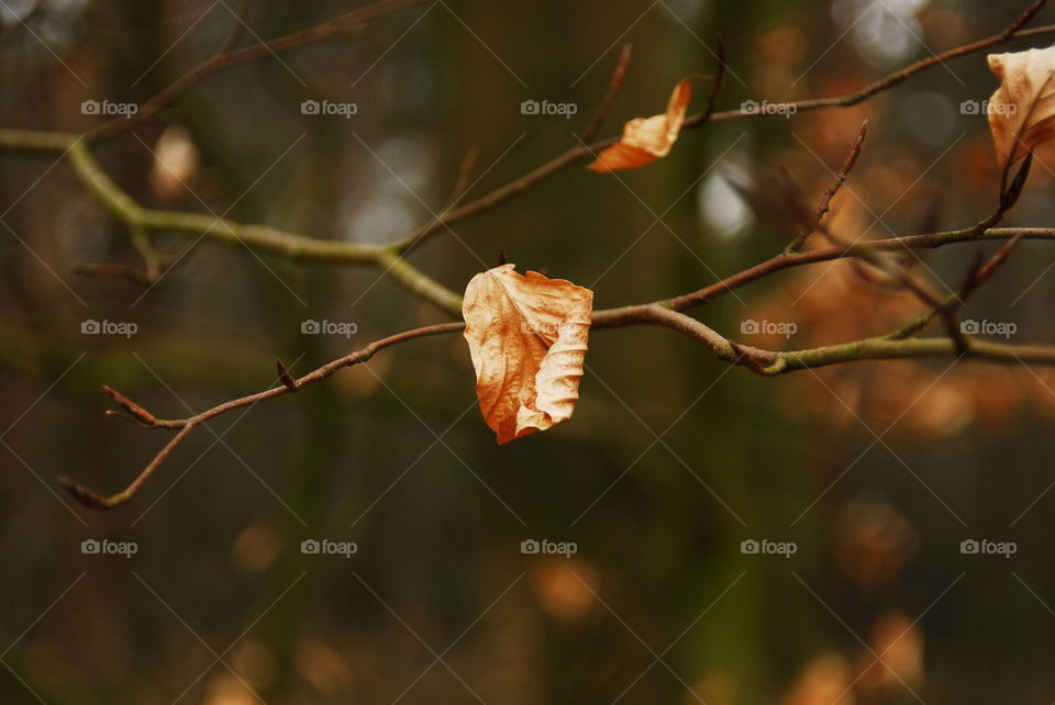 Leaf hanging from tree branch