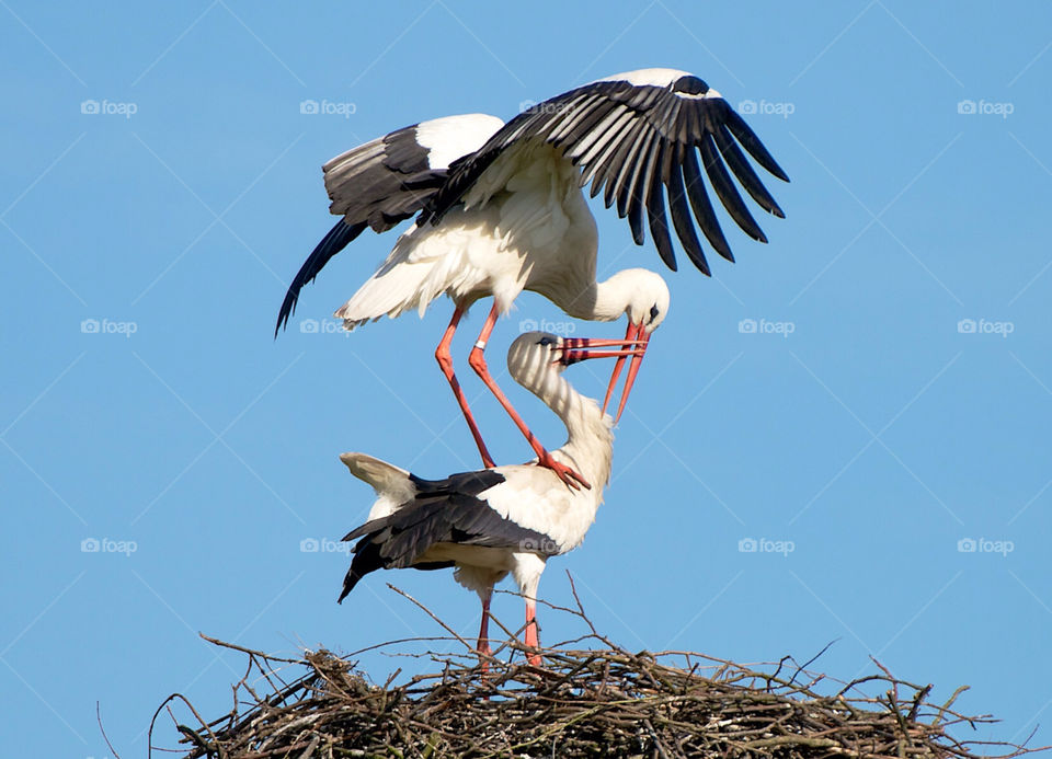 Mating storks on their nest