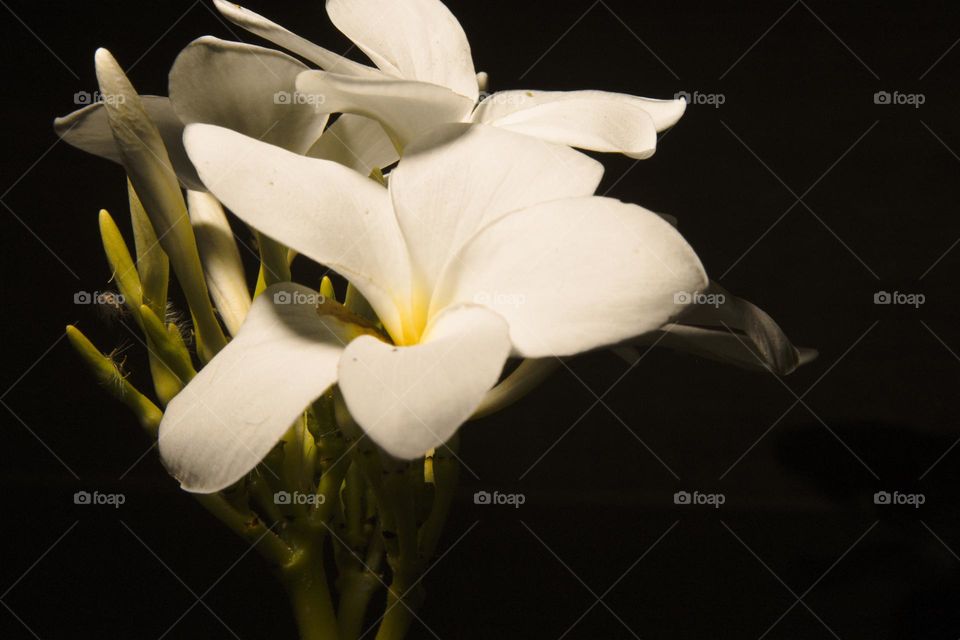 White flower/Flor branca.