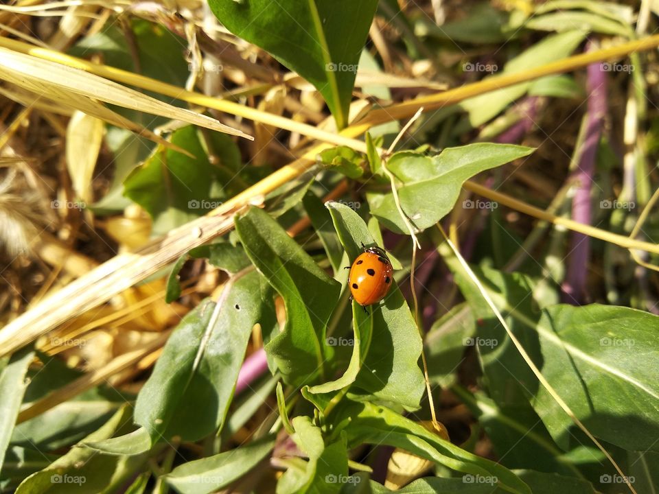 Ladybug