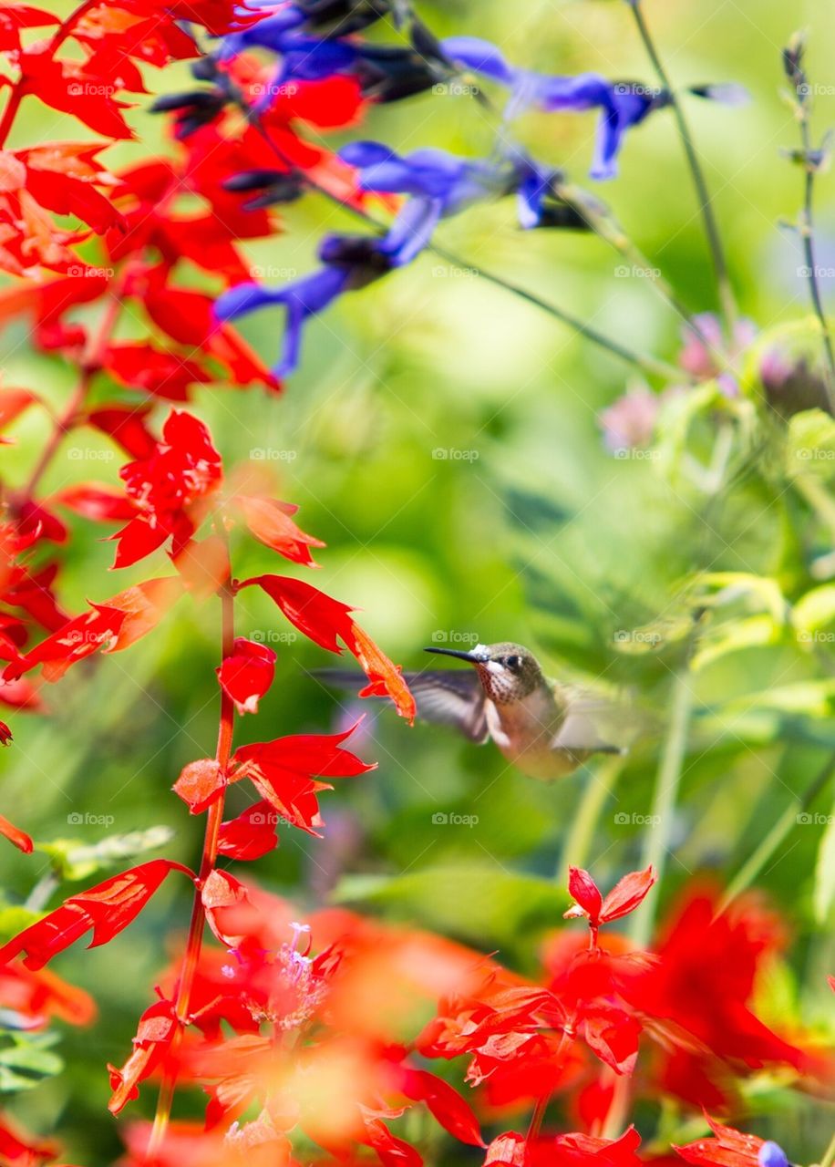 Hummingbird 