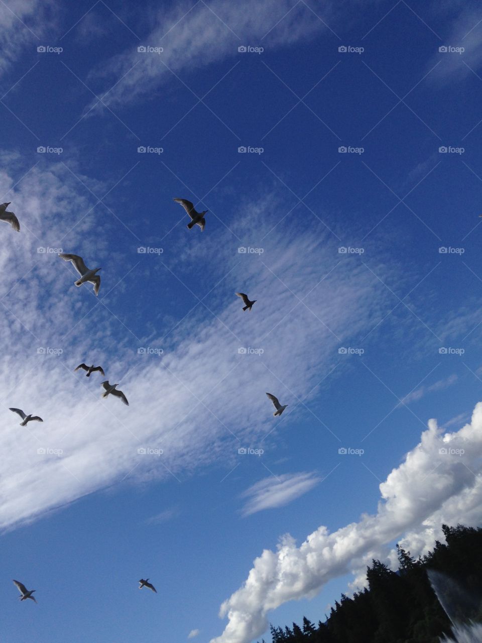 Birds in the sky