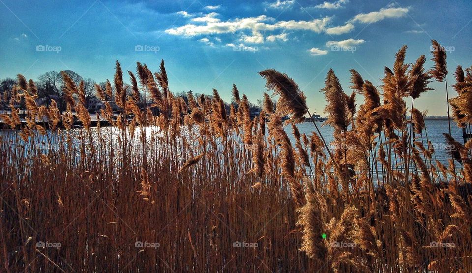 View of growing plants near sea