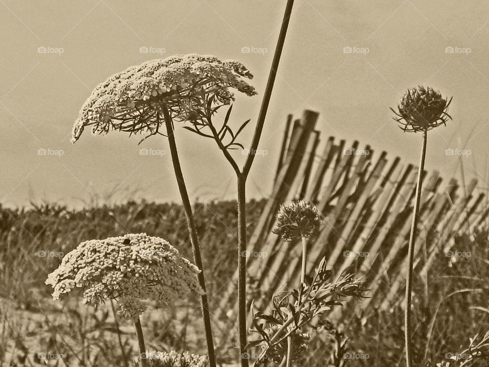 Sepia Queen Anne's lace 