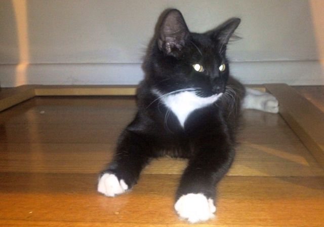 Kitten under a chair.