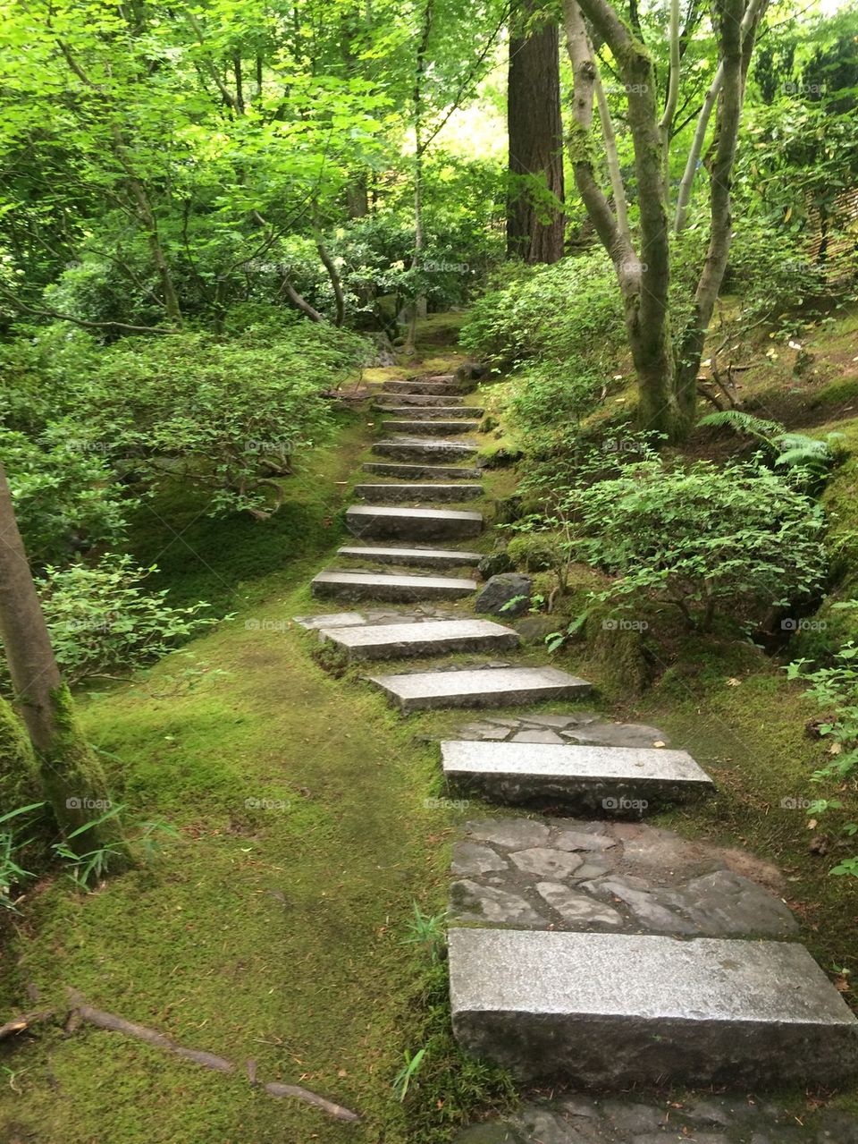 Japanese garden 