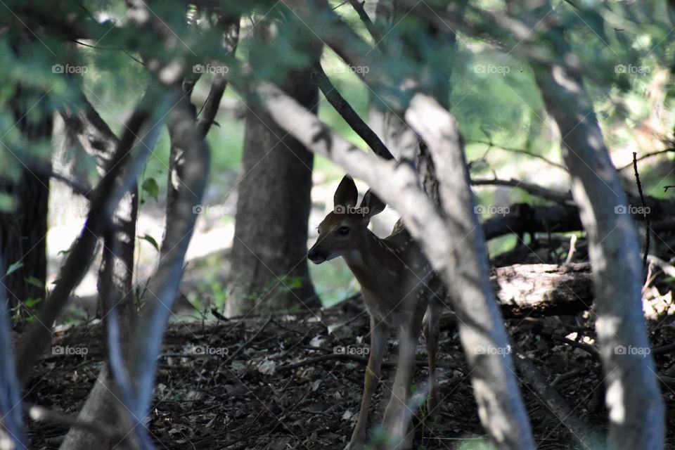 Fawn in woods
