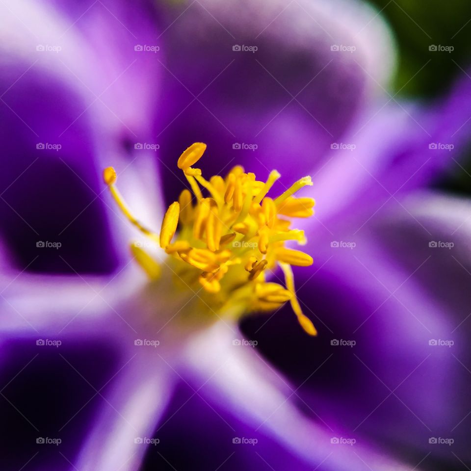 Flower, Nature, Garden, Blur, Flora