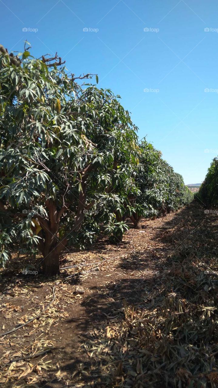 mangoes plantation
