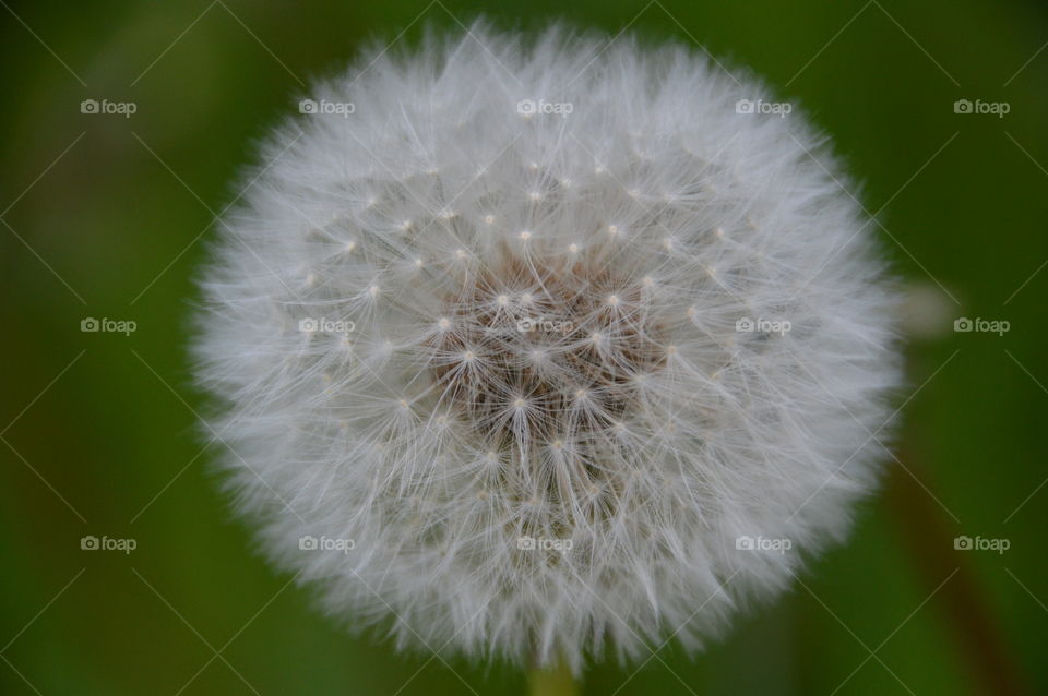 Common Dandelion