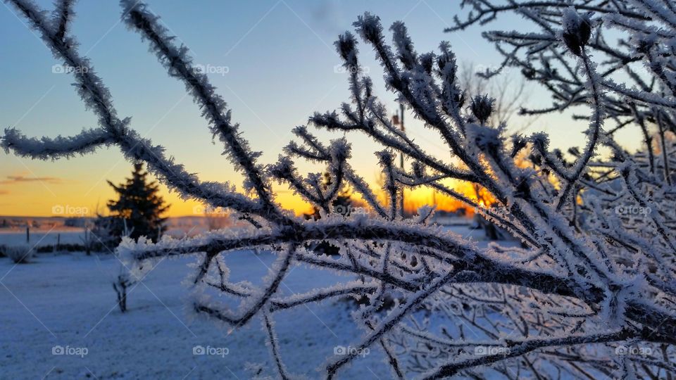 View of frozen trees during sunset