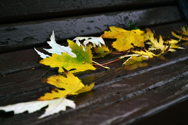Autumn leaves on the branch