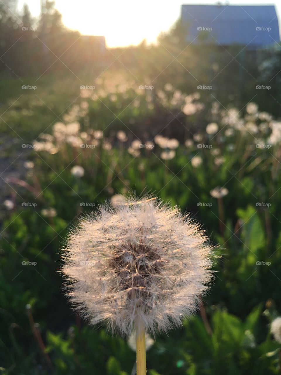 dandelion