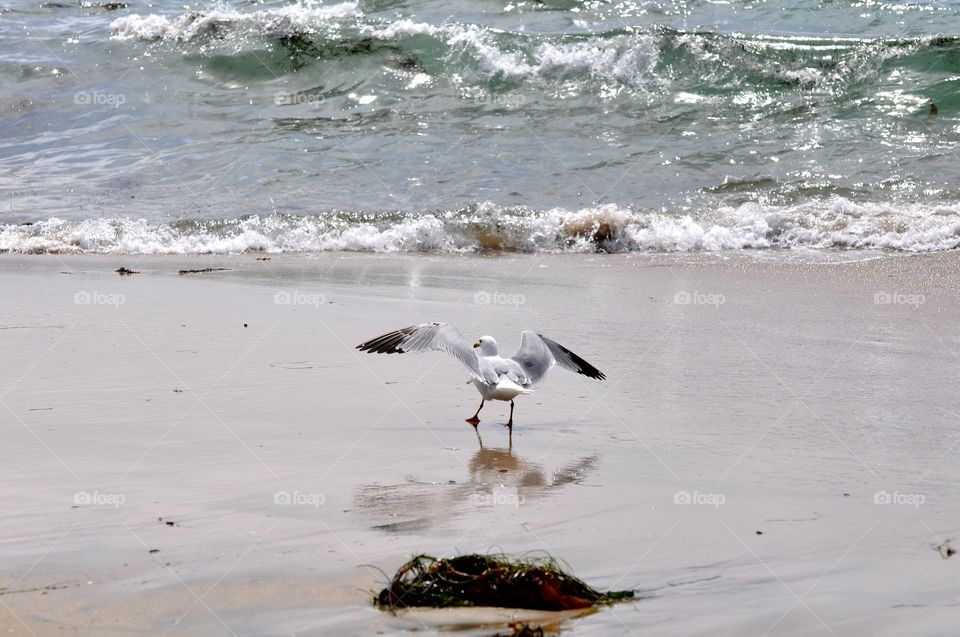 Waves and seagull