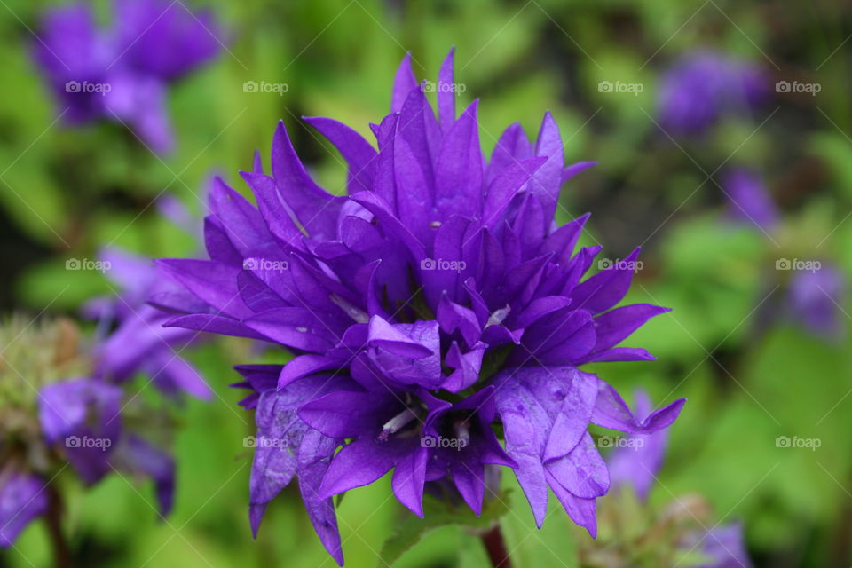 Purple Flower 