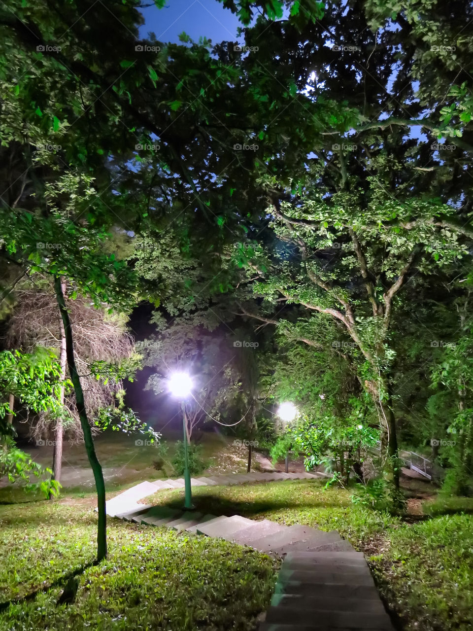 night forest, magical, mysterious, light, trees, south, Sochi, lantern, romance, sleep, midnight, walk, insomnia, August, greens, color,
stairs, stairs, stars, sky, landscape,