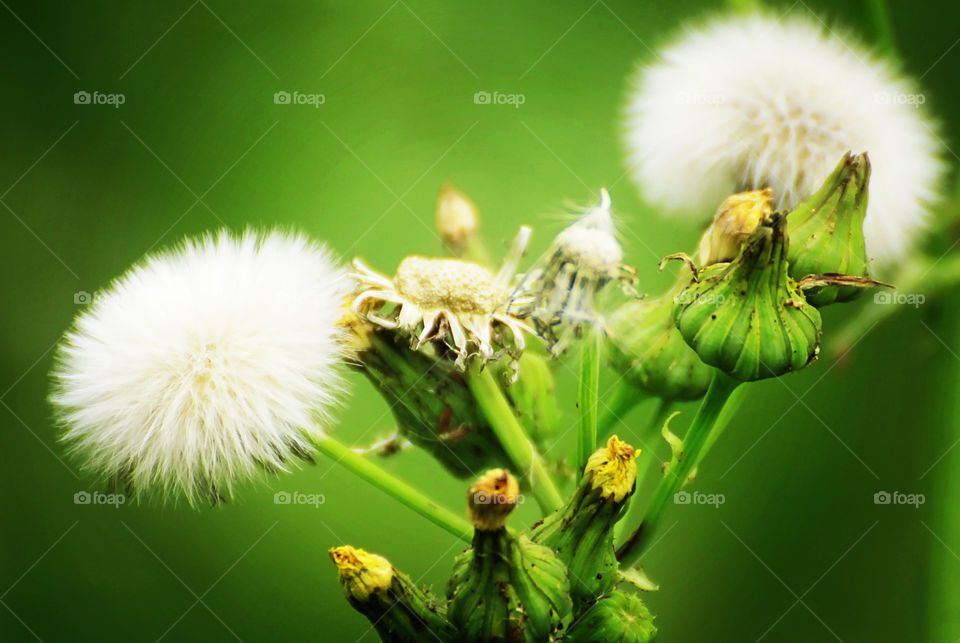 Nature's Thrive. A macro image of dandelions in Spring 