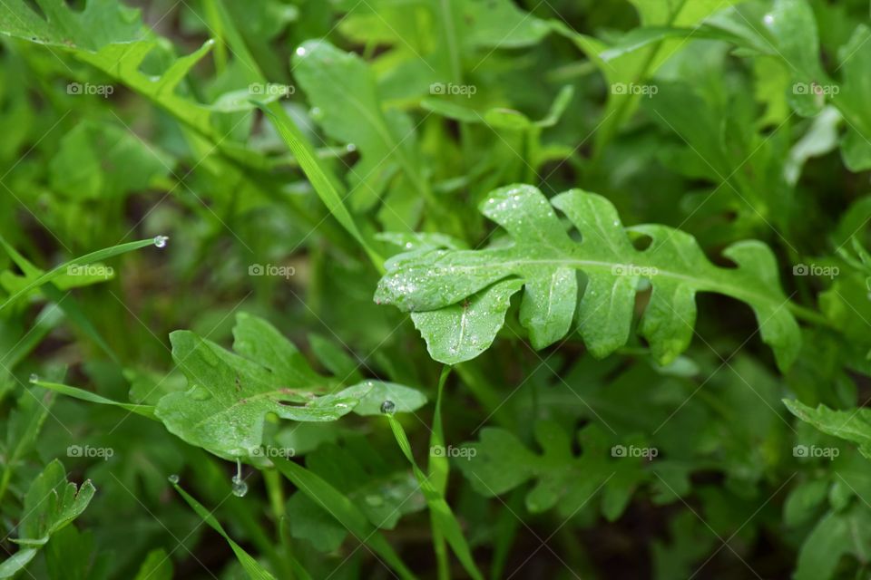 Morning dew settles on leaves