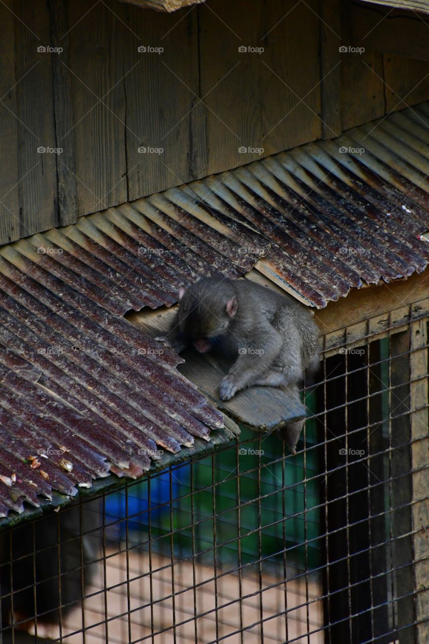 Baby macaque climbing