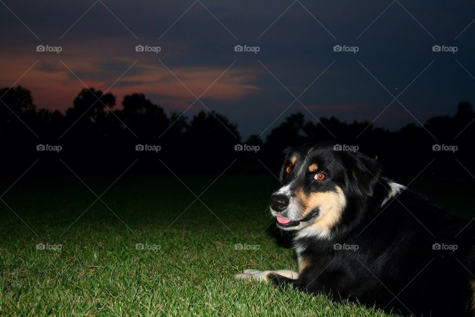 Dog sitting in grass at night