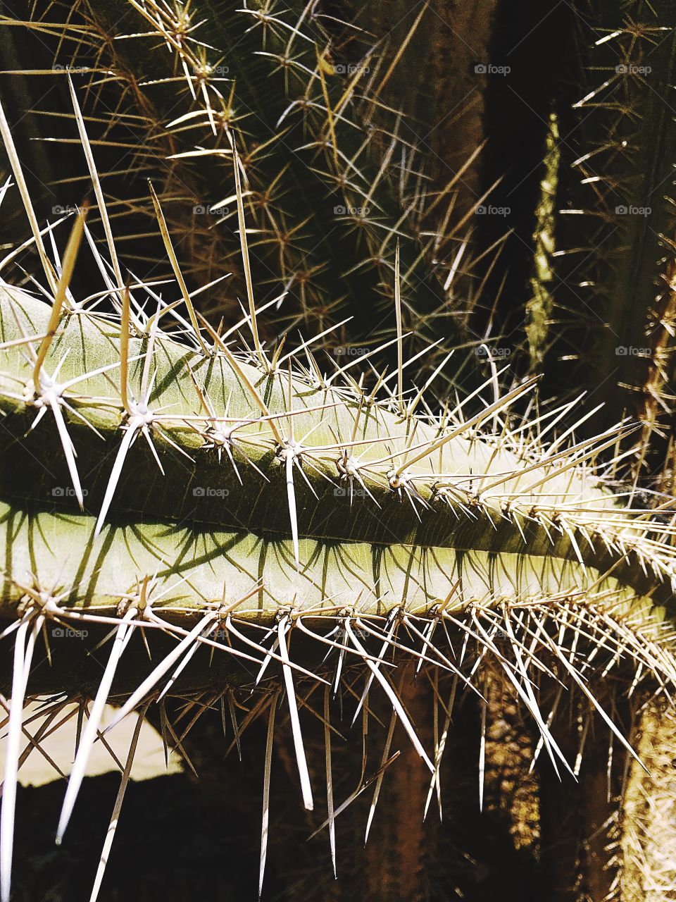 Don’t get too close!  Close up view of prickly, sharp cactus.  The barbs are very long and dangerous! 