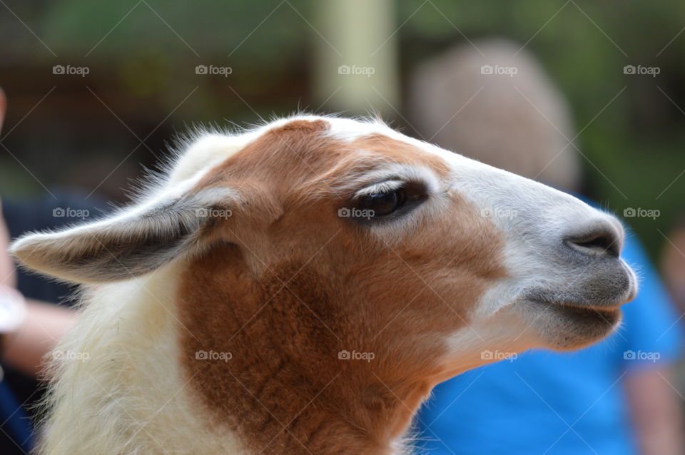 Close-up of goat