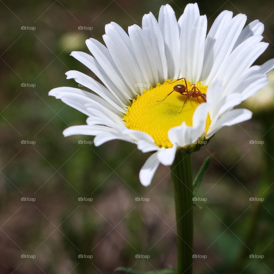 Wild daisies 