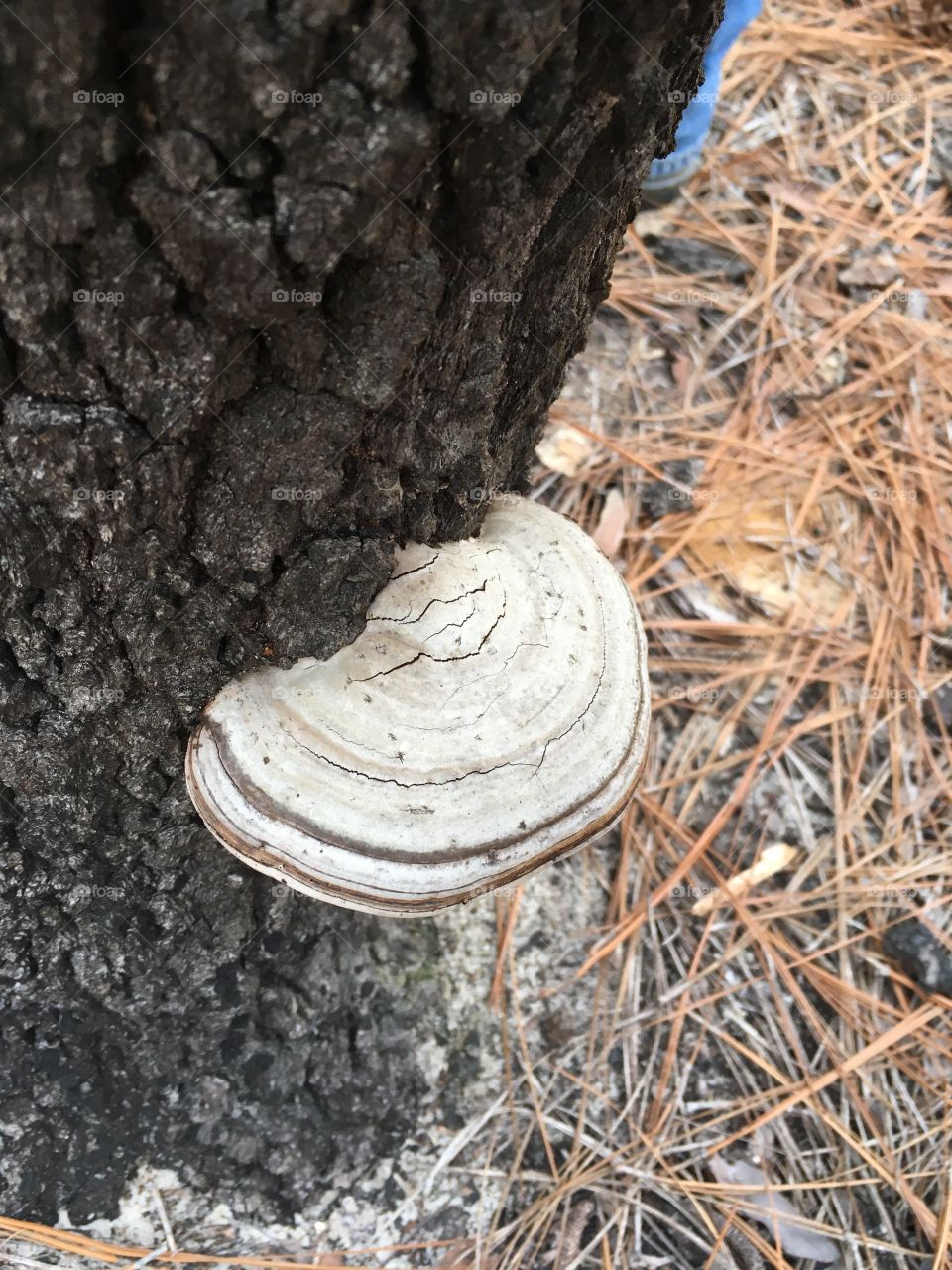 Hoof fungus 