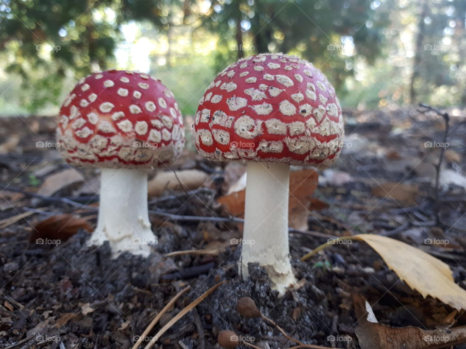 Fly agarics in the forest