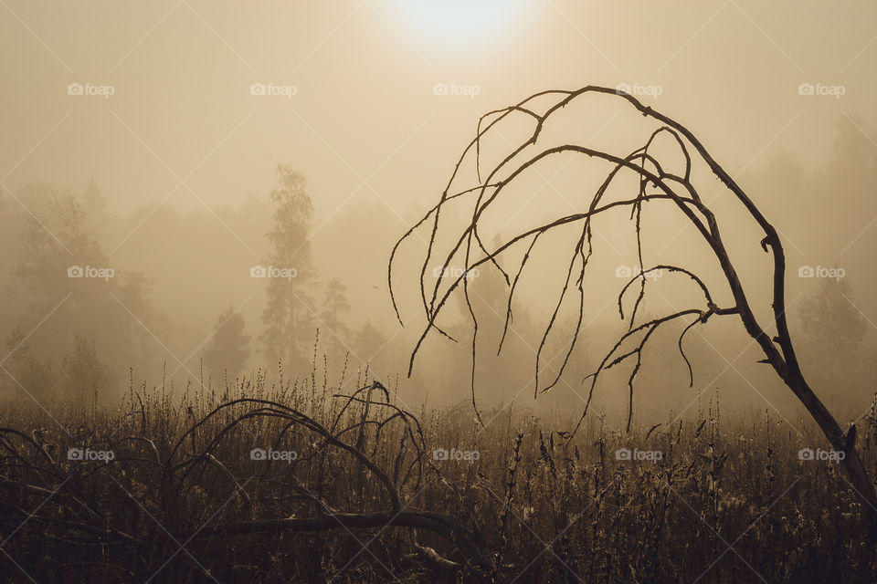 Autumn misty landscape at early morning 