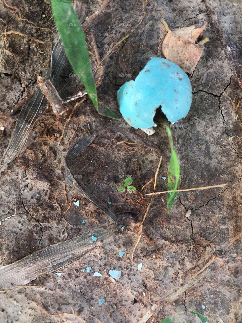 Robin’s egg and scattered pieces around a heart-shaped imprint in the dirt 